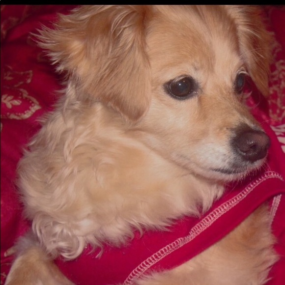 shosho2008